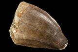 Fossil Mosasaur (Prognathodon) Tooth - Morocco #107738-1